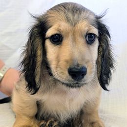LINCOLN - Cream male Dachshund puppy in Moscow, Idaho from Bailiwick of Gurnsey