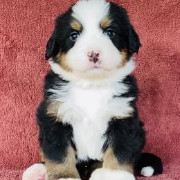 Maroon Collar Male - Black rust and white male Bernese Mountain Dog puppy in Bristol, Tennessee from Holston Hollow Farm