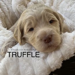 Goldendoodle Puppies from O’Doodle Clan Goldendoodles