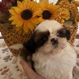 PUNKIN - Red and white female Shih Tzu puppy in Kamilche, Washington from Serendipity Shih tzu