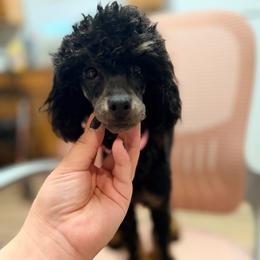Tansy - Phantom female Poodle puppy in Rock Island, Oklahoma from Virelle Poodles
