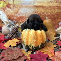Ella - Sable female German Shepherd puppy in Lake Elsinore, California from MK-K9 L.L.C.