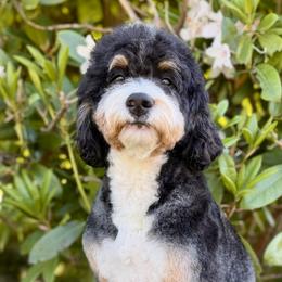 Bernedoodles and Bernese Mountain Dogs from Butter Cup Pups and Paws