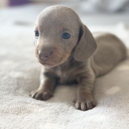 Dachshund Puppies from Silver Dach Farms