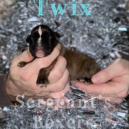 Twix - Brindle male Boxer puppy in Madisonville, Texas from Sergeant's Boxers
