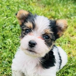 Yorkshire Terriers from Misty's Yorkies