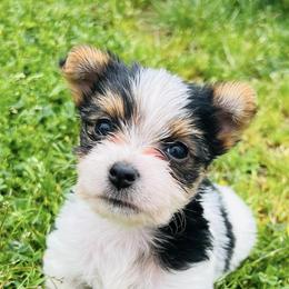Yorkshire Terriers from Misty's Yorkies
