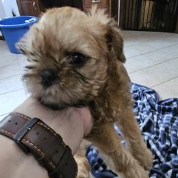 Beatrice - Belge female Brussels Griffon puppy in Lancaster, Ohio from Club 4 Griffons