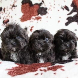 Blue girl 3 - Blue female Shih Tzu puppy in Newark, Ohio from Gemini Kennels