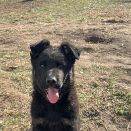 German Shepherd Puppies from Benton K-9 Breeding
