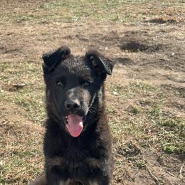 German Shepherd Puppies from Benton K-9 Breeding