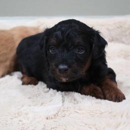 Mary Lou - Red phantom female Aussiedoodle puppy in Central Islip, New York from Fifth Avenue Australian Shepherds