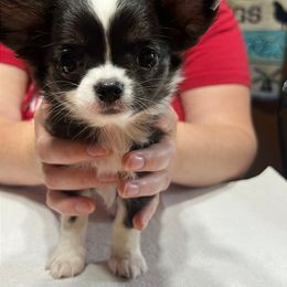 Harry - Black and white male Chihuahua puppy in Warr Acres, Oklahoma from Morgenstern Kennels