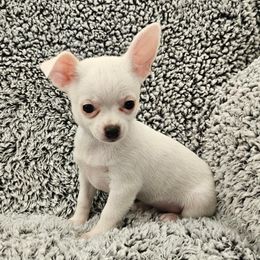 AKC Jackson - Cream and white male Chihuahua puppy in Newport, Maine from Pinewood Acres Chihuahuas