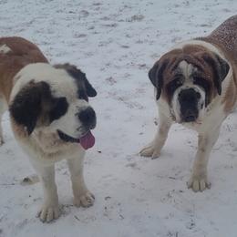 Saint Bernard puppies from Split Rock Saints