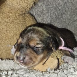 Girl 2 - Dachshund puppy from Asperida Dachshunds and Spinoni
