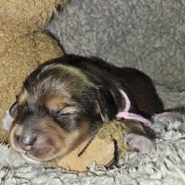 Girl 2 - Dachshund puppy from Asperida Dachshunds and Spinoni