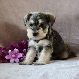 Miniature Schnauzer and Poodle Puppies from Schaible Schnauzers