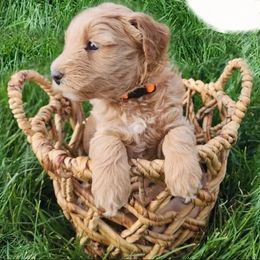 Goldendoodle Puppies from Lauralyn's Goldendoodles