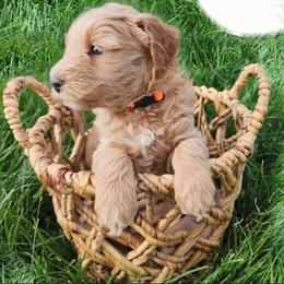 Goldendoodle Puppies from Lauralyn's Goldendoodles