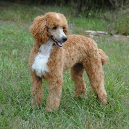 Aussiedoodle Puppies from Pecan Place Aussiedoodles