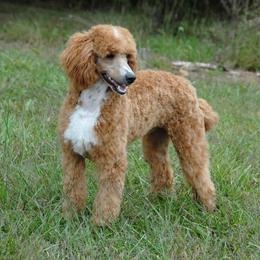 Aussiedoodle Puppies from Pecan Place Aussiedoodles