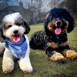 Aussiedoodles from Lollipups Mini Aussiedoodles