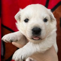 Berger Blanc Suisse and German Shepherd Puppies from Scenic Creek German Shepherds and White Swiss Shepherds