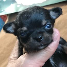 Chihuahua Puppies from Chilove Chihuahuas