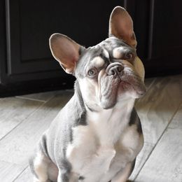 Loki - French Bulldog