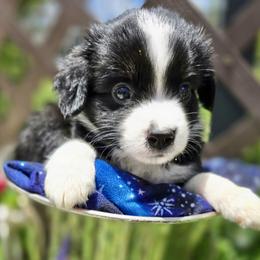 Magnolia - Black tri female Miniature Australian Shepherd puppy in Port Saint Lucie, Florida from Charlene Brannon's Mini Australian Shepherds