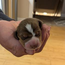 Snickers - Brown white and tan male Beagle puppy in Gunnison, Utah from Desert Sage Beagles