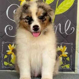Boy 3 - male Australian Shepherd puppy in San Antonio, Texas from Small Time Ranch