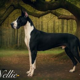 Nellie - Great Dane