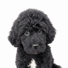 Knox - Parti male Goldendoodle puppy in Warrensburg, Missouri from Supreme Doodles