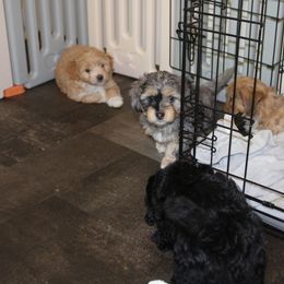 Goldendoodle, Havapoo, Labradoodle, and Springerdoodle Puppies from Oregon Valley Pups