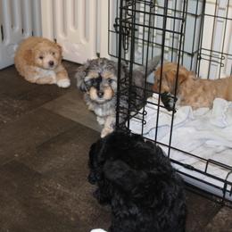Goldendoodle, Havapoo, Labradoodle, and Springerdoodle Puppies from Oregon Valley Pups