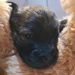 Cocoa Bean - Brindle male Mal-Shi puppy in Apollo Beach, Florida from Gemstone Exclusive Pups of Florida