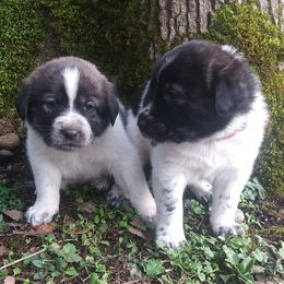 Karakachans from Mercy Gates Farm