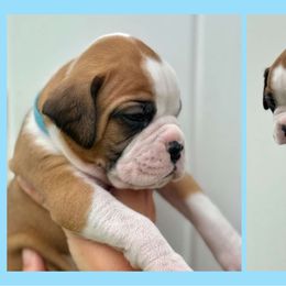 Ozzy - Fawn male Boxer puppy in Lutz, Florida from Brooklyn's Boxer's