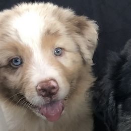 "Ramsay" - Red merle Australian Shepherd puppy in Edgartown, Massachusetts from Black Pond Australian Shepherds