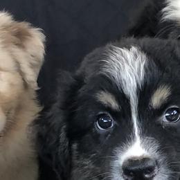 "Ramsay" - Red merle Australian Shepherd puppy in Edgartown, Massachusetts from Black Pond Australian Shepherds