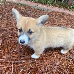 Pembroke Welsh Corgi Puppies from Dalton Family Corgis