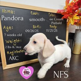 Snow White - Piebald female Dachshund puppy in Hoquiam, Washington from Heyd's Mini Dachshunds