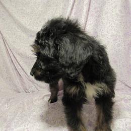Aussiedoodle, Australian Shepherd, and Poodle Puppies from Kay Kay's Pupper Patch