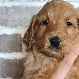 Lucy - Goldendoodle puppy in Peoria, Arizona from Sonoran Desert Doods