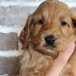 Lucy - Goldendoodle puppy in Peoria, Arizona from Sonoran Desert Doods
