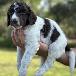 Chuckie - Parti male Poodle puppy in Spring Hills, Florida from The Olympus Standard Poodle