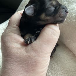 Miniature Schnauzer Puppies from Krystle's Miniature Schnauzers