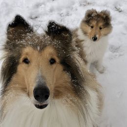 Collies from Wild Wind B